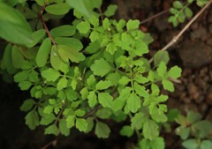 Cardamine trichocarpa