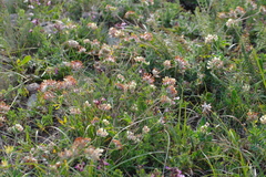 Anthyllis vulneraria polyphylla