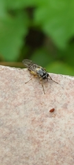 Solva marginata