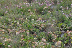 Anthyllis vulneraria polyphylla