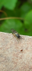 Solva marginata