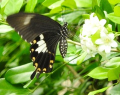 Papilio nephelus