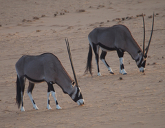 Oryx gazella