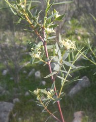 Pimelea microcephala