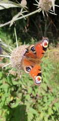 Aglais io