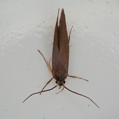 Crassa unitella