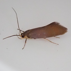Crassa unitella