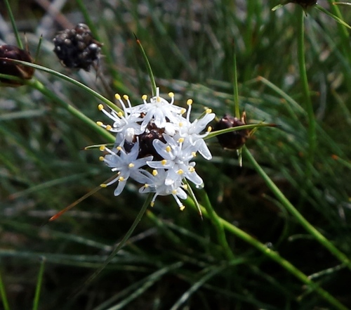 Borya scirpoidea (Borya scirpoidea)