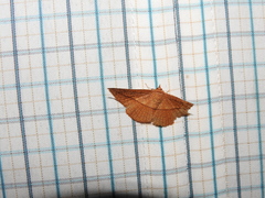 Sonagara strigipennis