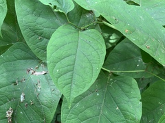 Reynoutria × bohemica