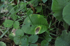 Ramularia primulae image