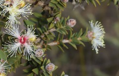 Melaleuca calycina