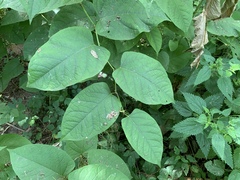 Reynoutria × bohemica