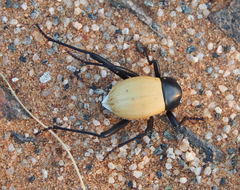 Onymacris langi
