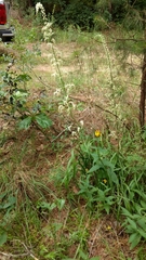 Stenanthium gramineum