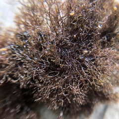 Vertebrata lanosa