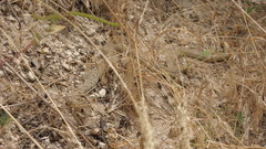 Dolichophis schmidti