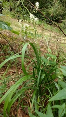 Stenanthium gramineum