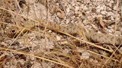 Dolichophis schmidti