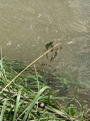 Calopteryx splendens