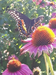 Papilio polyxenes