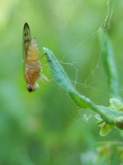 Opomyza florum