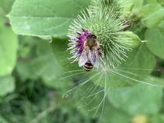 Apis mellifera