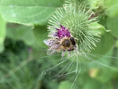Apis mellifera