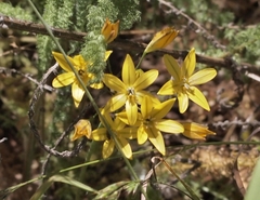 Triteleia ixioides ixioides