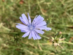 Cichorium intybus