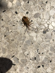 Gonocerini