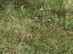 Cichorium intybus