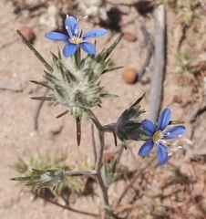 Eriastrum virgatum