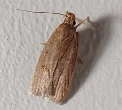 Autosticha kyotensis