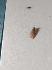 Autosticha kyotensis