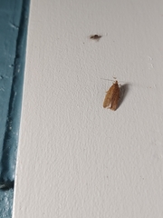 Autosticha kyotensis