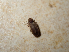 Anobium punctatum