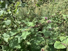 Arctium lappa