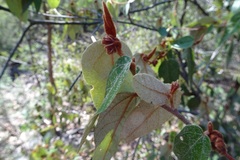 Lasiopetalum macrophyllum