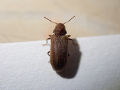 Anobium punctatum