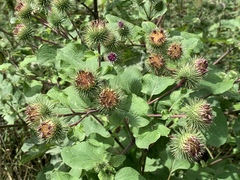Arctium lappa