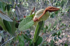 Lasiopetalum macrophyllum