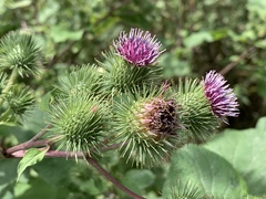 Arctium lappa