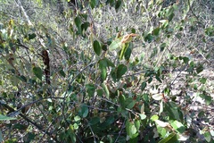 Lasiopetalum macrophyllum