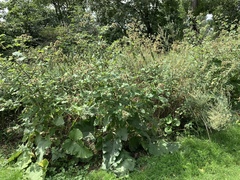Arctium lappa