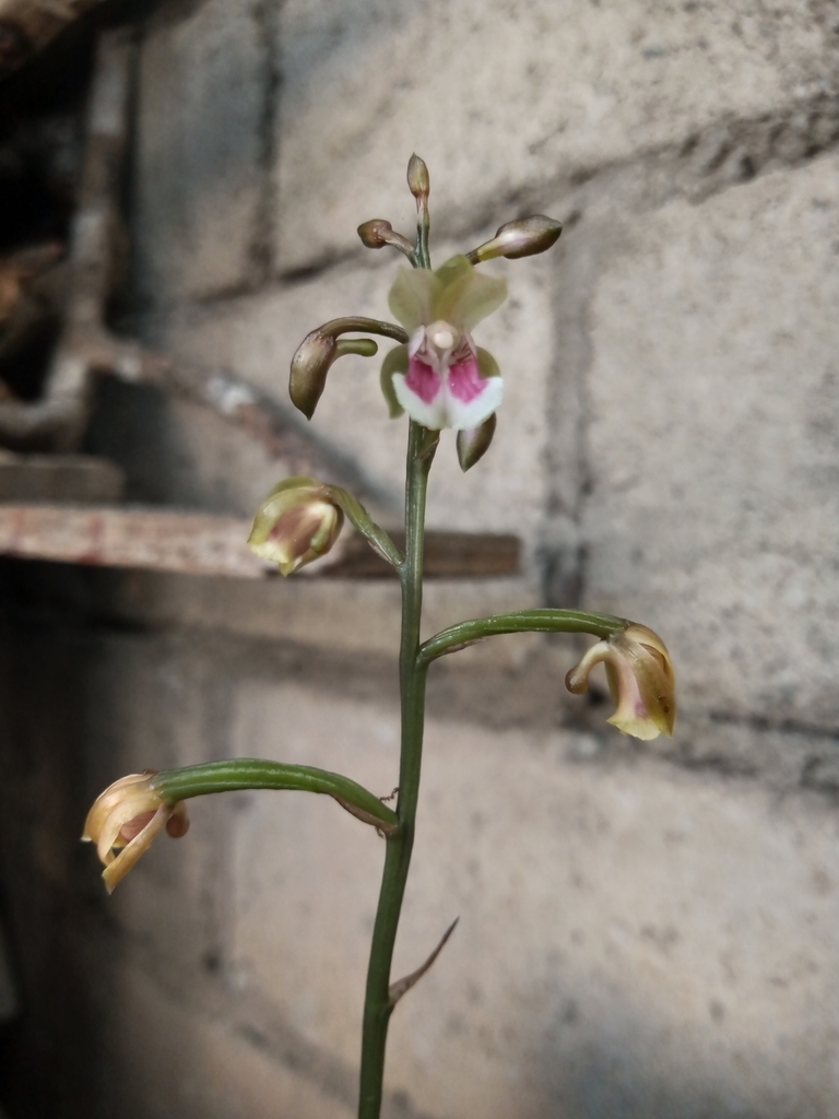 Orquídea monja africana desde Escuintla, Chis., México el 17 de julio de  2020 a las 09:46 de henrry_24. #Biodiversidad · iNaturalist Panamá