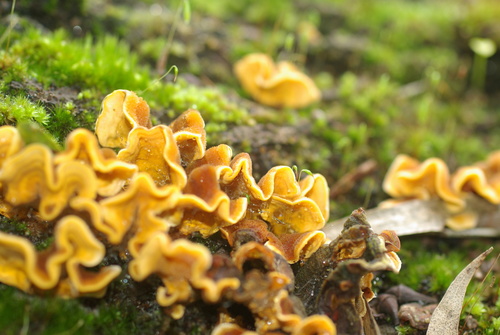 Gauruotoji plutpintė nuotrauka