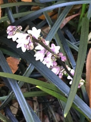 Ophiopogon planiscapus