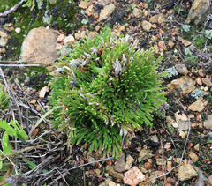 Selaginella tamariscina