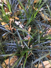 Ophiopogon planiscapus